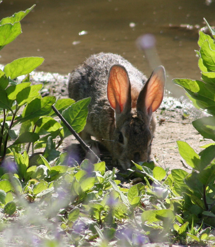 iNaturalist observation photo of Desert Cottontail