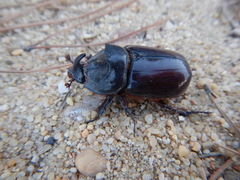 Oryctes nasicornis grypus