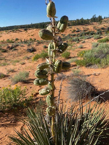 Image of Yucca baileyi by (c) lyddsterr43, some rights reserved (CC BY)