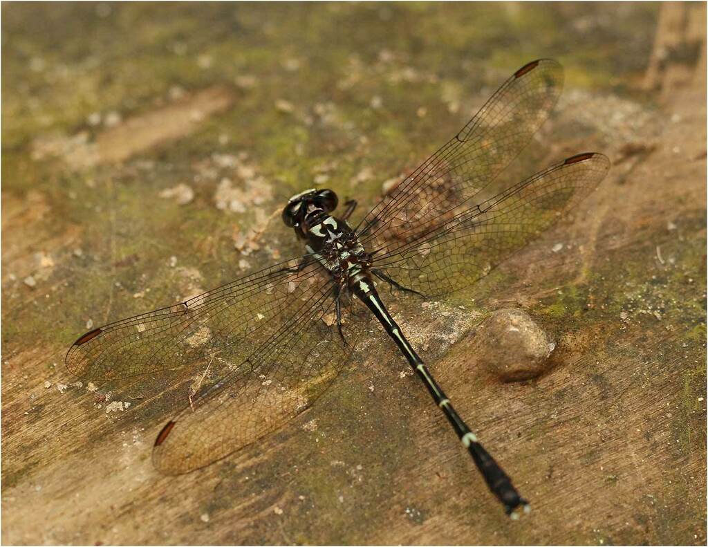 Progomphus gracilis