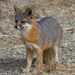 San Clemente Island Fox - Photo (c) Justyn Stahl, some rights reserved (CC BY-NC), uploaded by Justyn Stahl