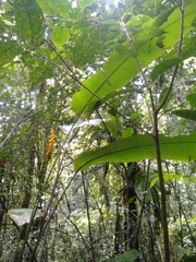 Heliconia librata