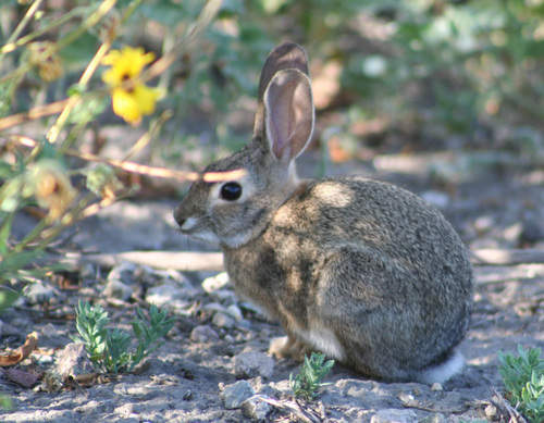 iNaturalist observation photo of Desert Cottontail