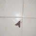 Erebidae