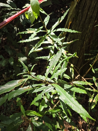 Image of Litsea acuminata by (c) jimmy, some rights reserved (CC BY)