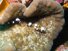 Ancylocaris brevicarpalis