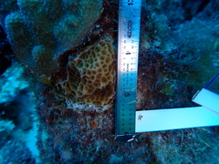 Agaricia humilis