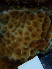 Agaricia humilis