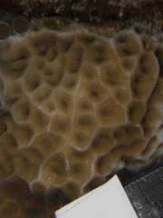 Agaricia humilis