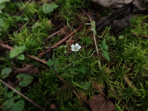 Three-lobe crane's-bill (Geranium tripartitum)