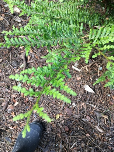 Image of Libocedrus plumosa by no rights reserved