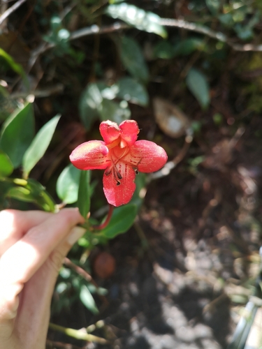 Aeschynanthus rhododendron, photograph 4