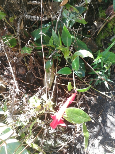 Aeschynanthus rhododendron, photograph 5