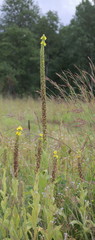 Verbascum thapsus