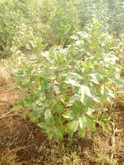 Magnoliopsida