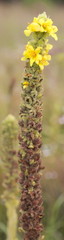 Verbascum thapsus