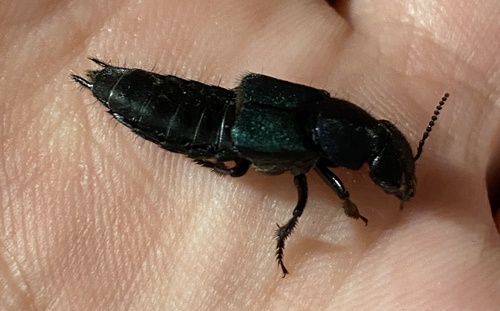 Chitocompsus raffrai