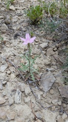 Stephanomeria runcinata