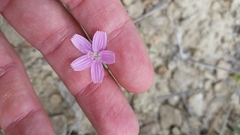 Stephanomeria runcinata