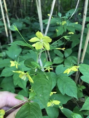 Lysimachia ciliata