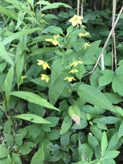 Lysimachia ciliata