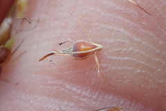 Rhynchospora glomerata