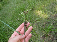 Rhynchospora glomerata