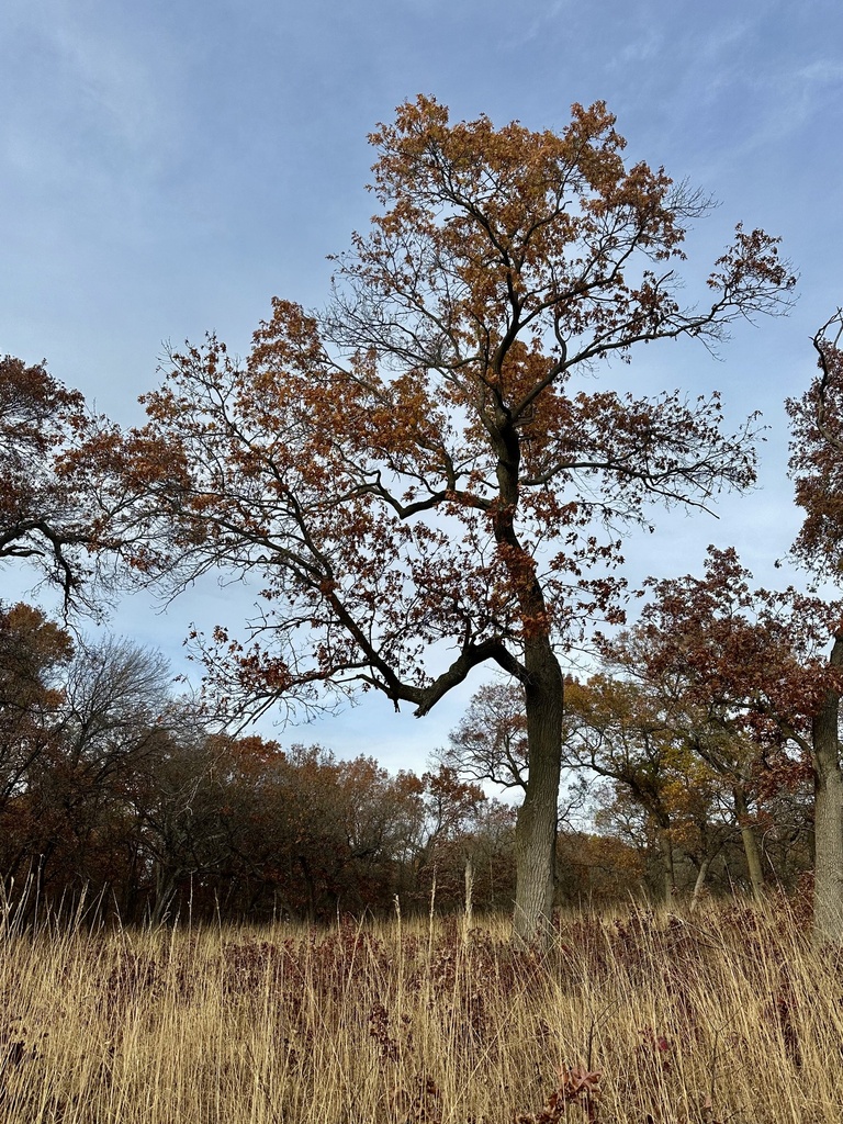 northern-pin-oak-from-university-of-wisconsin-madison-arboretum