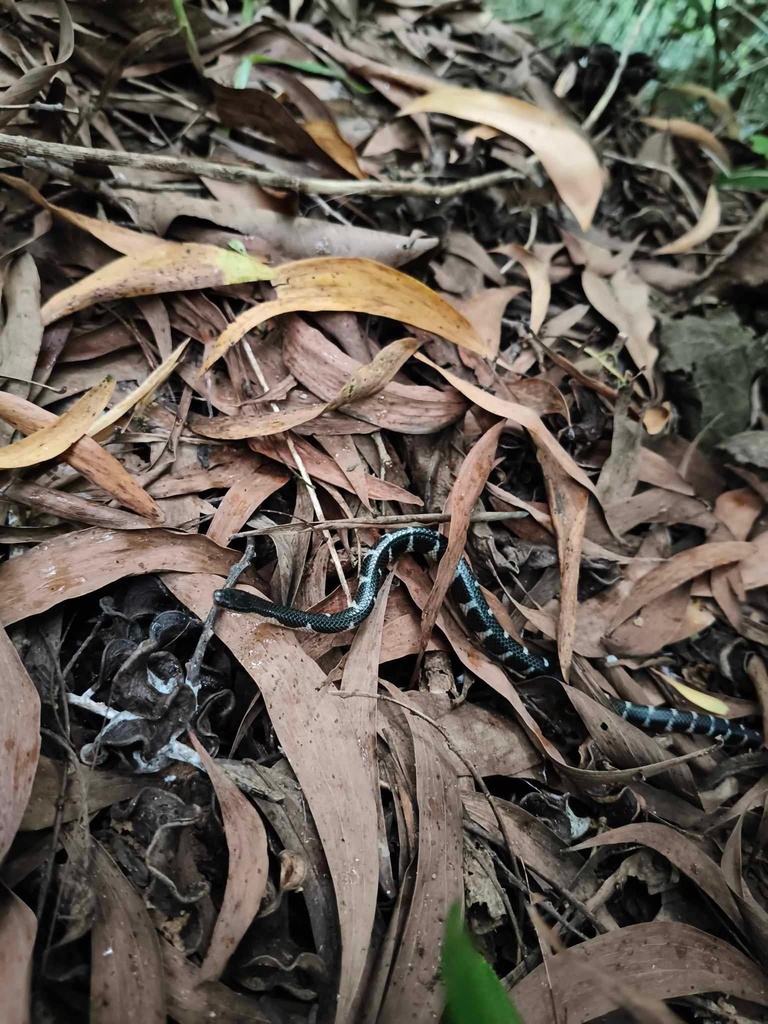 Mizo Rain Snake