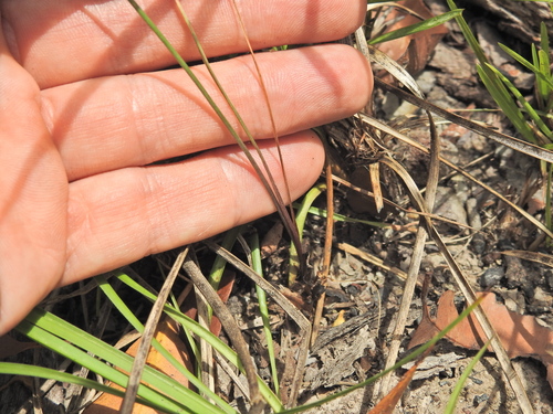 Image of Dianella rara by (c) Scott W. Gavins, some rights reserved (CC BY)