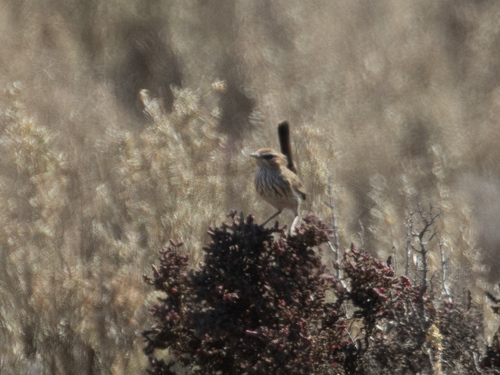 Rufous Fieldwren (Calamanthus campestris), photo 5