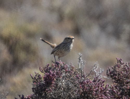 Rufous Fieldwren (Calamanthus campestris), photo 6