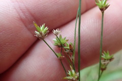 Juncus diffusissimus