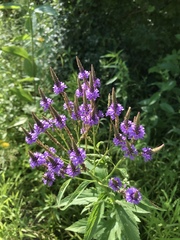 Verbena hastata