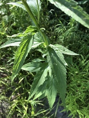 Verbena hastata
