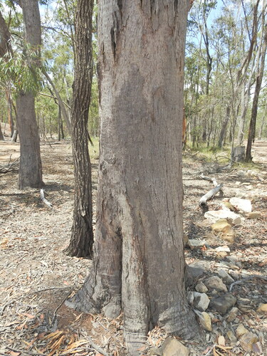 Image of Eucalyptus exserta by (c) Scott W. Gavins, some rights reserved (CC BY)