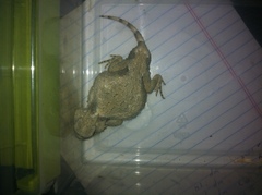 Phrynosoma modestum