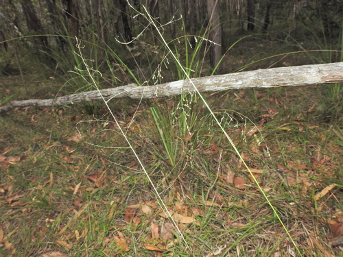 Image of Sporobolus laxus by (c) Scott W. Gavins, some rights reserved (CC BY)