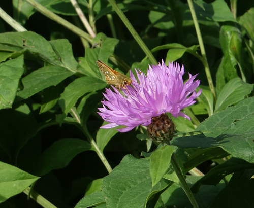 Hesperia comma comma