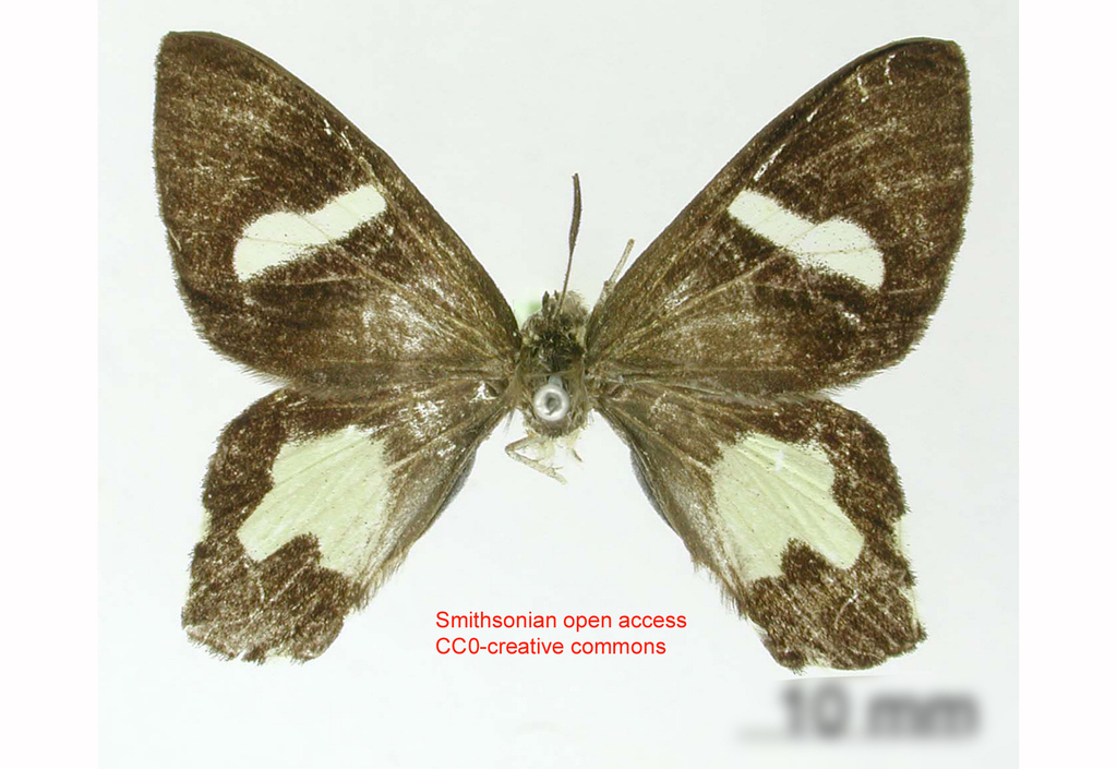 Erateina artemis