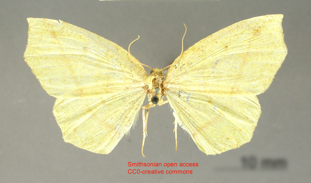Metanema flavida