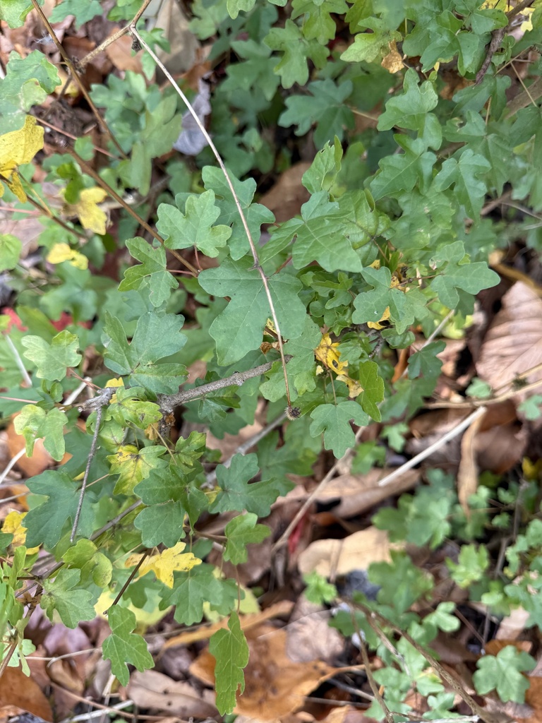 Field Maple Spring field maple from Mayfair Pl, Hamilton, ON, CA on October 30, 2024 at 03 ...