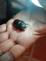Oryctes nasicornis grypus