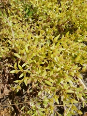 Sedum sarmentosum
