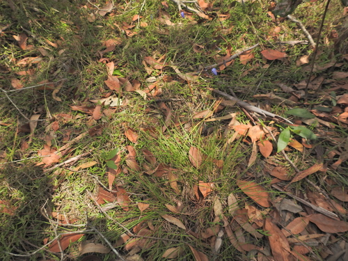 Image of Dianella rara by (c) Scott W. Gavins, some rights reserved (CC BY)