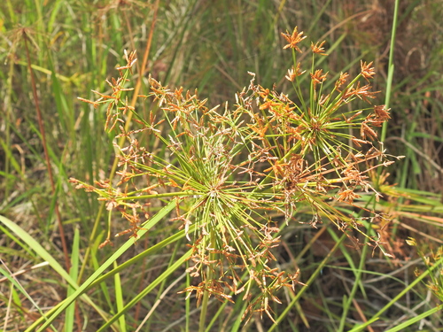 Haspan flatsedge (Cyperus haspan)