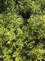 Lysimachia ciliata