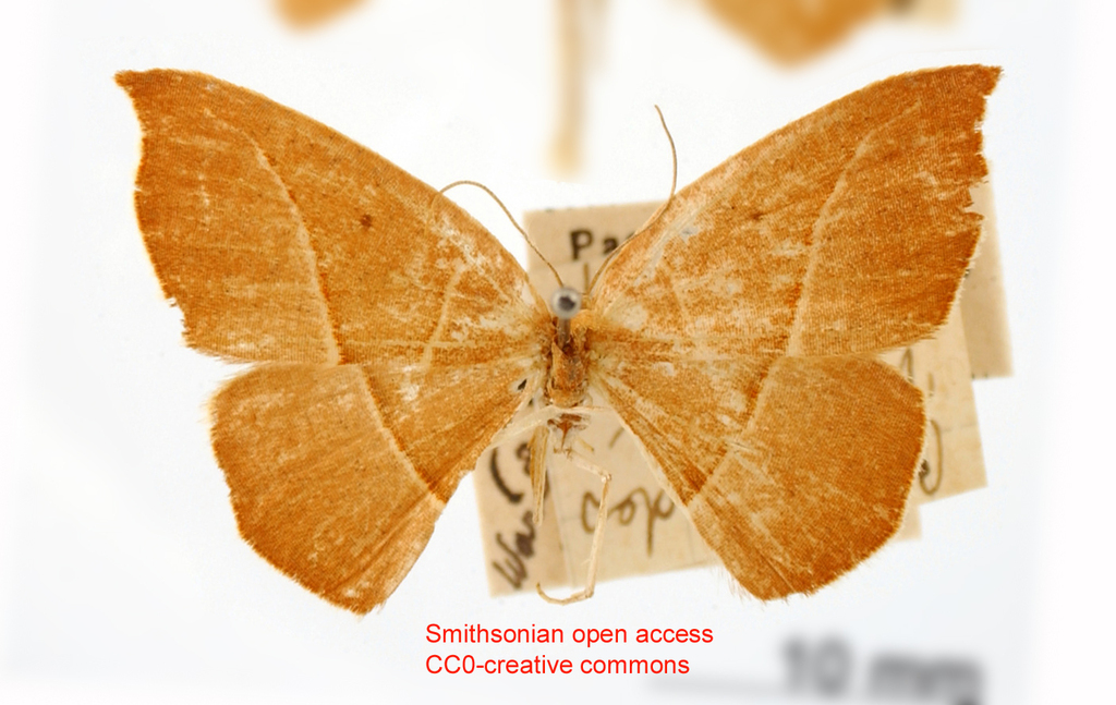 Cartellodes vulpina