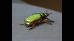 Chrysina lecontei