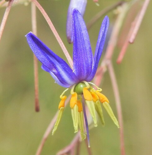 Image of Dianella longifolia by (c) Scott W. Gavins, some rights reserved (CC BY)